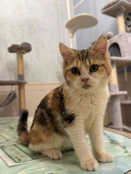 キンカロー　ベビー販売　仙台EBeanS店