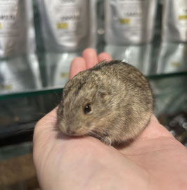 ステップレミング　メス　仙台EBeanS店　販売