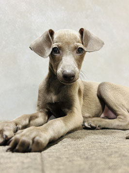 MIX犬　ベビー販売　八戸店