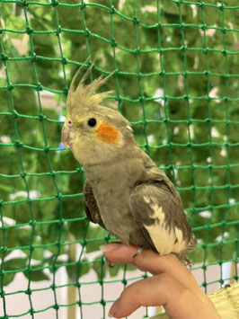 オカメインコ　ノーマル　秋田イオン中央店販売