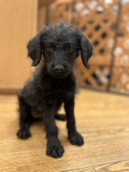 ロップー♀　秋田イオン中央店販売