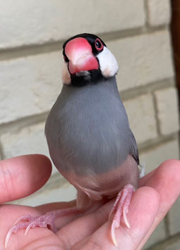 桜文鳥　福島店　販売