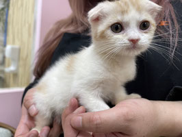 スコティッシュフォールド　ベビー販売　栃木店