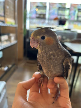 オカメインコ　ノーマル　福島店　販売