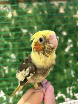 オカメインコ　パイド　秋田中央店　販売