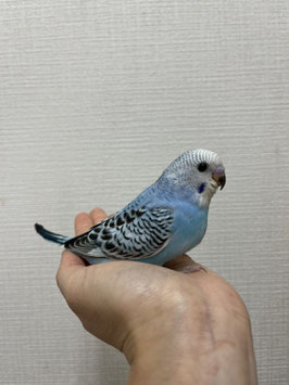 セキセイインコ　雛　仙台店　販売