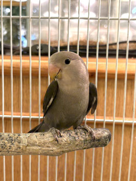コザクラインコ　モーブ　秋田イオン中央店販売
