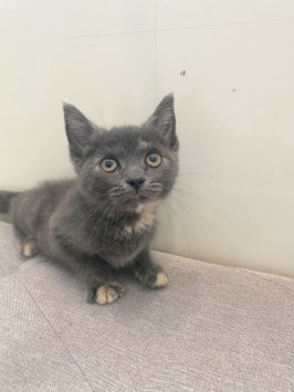 スコティッシュフォールド　ベビー販売　新潟店