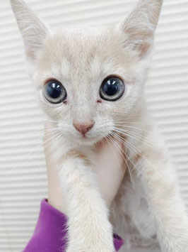 スコティッシュフォールド♂　秋田アマノ店販売