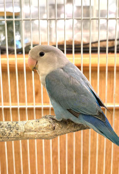 コザクラインコ　コバルト　秋田イオン中央店販売