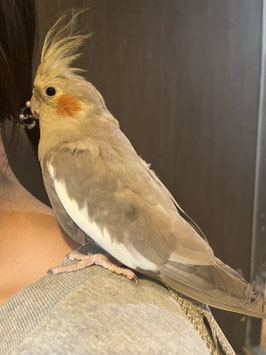 オカメインコ　ノーマル　仙台店　販売