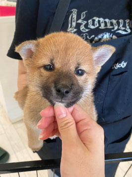柴犬♂販売　新潟店
