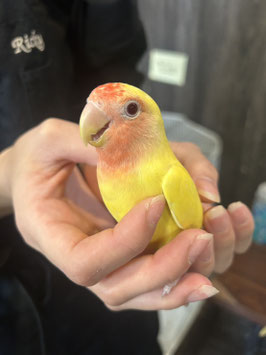 コザクラインコ　ルチノー　新潟店　販売