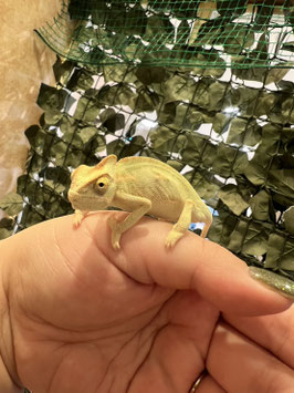 エボシカメレオン　秋田中央店　販売