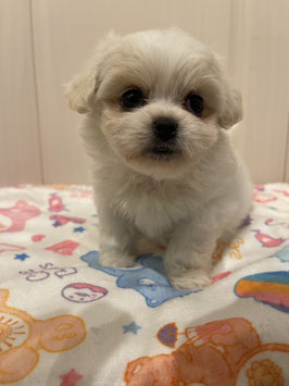MIX犬　ベビー販売　仙台EBeanS店