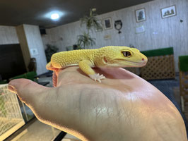 レオパードゲッコー　エンバー　盛岡店販売