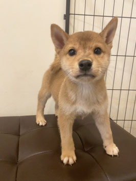 柴犬♀販売　新潟店