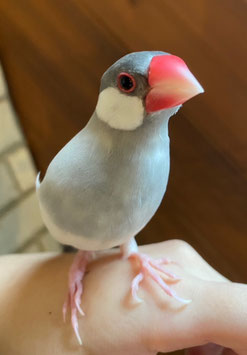 シルバー文鳥　福島店　販売