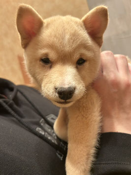 MIX犬　ベビー販売　秋田中央店