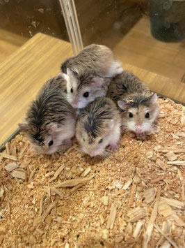 ロボロフスキーハムスター　ノーマル　秋田イオン中央店　販売