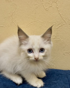 ラグドール♂　秋田アマノ店販売