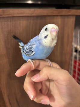 セキセイインコ　オパーリンバイオレット　仙台泉店　販売