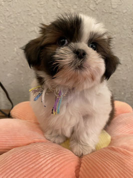 MIX犬　ベビー販売　仙台EBeanS店