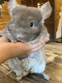 チンチラ　シナモン　メス　福島店　販売