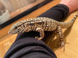 レッドテグー　仙台EBeanS店販売