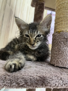 ラ・パーマ♂　栃木店販売