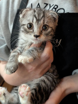 スコティッシュフォールド　ベビー販売　福島店