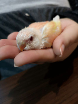 アキクサインコ　ルビノー　販売