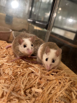 ヤワゲネズミ　仙台EBeanS店　販売