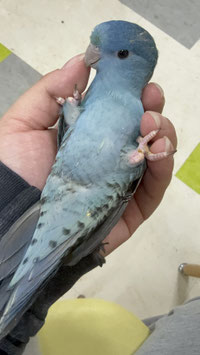 サザナミインコ　コバルトブルー　栃木店　販売