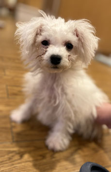 ビション×マルビション♀　秋田イオン中央店販売