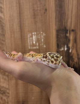 レオパードゲッコー　アプター　仙台店　販売