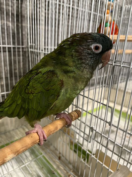 トガリオインコ仙台店販売