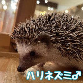 ハリネズミ　ノーマル　オス　仙台EBeanS店　販売