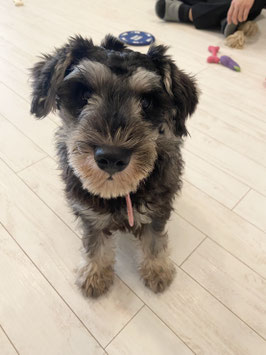 ミニチュアシュナウザー♂販売　新潟店