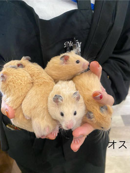 キンクマハムスター　オス　仙台泉店　販売