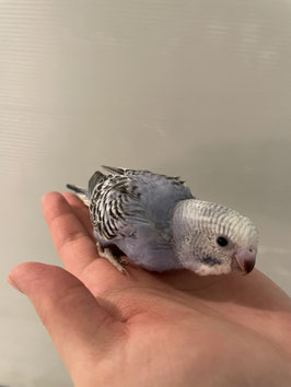 セキセイインコ　オパーリンブルー　仙台泉店　販売