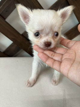 ロングコートチワワ　ベビー販売　秋田アマノ店