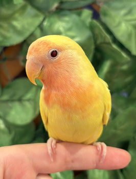 コザクラインコ　ルチノー　秋田イオン中央店販売