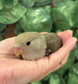 コザクラインコ　オリーブモーブ　秋田イオン中央店販売