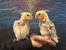 オカメインコ　シナモンパイド　福島店　販売