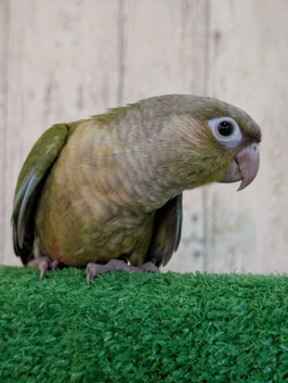 ウロコインコ　シナモン　仙台泉店　販売
