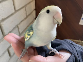 コザクラインコ　ブルーパイド　オス　福島店　販売