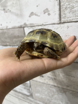 ロシアリクガメ　栃木店販売