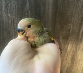 コザクラインコオリーブ　雛　新潟店　販売