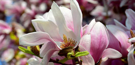 Fotokarte Magnolienblüte
